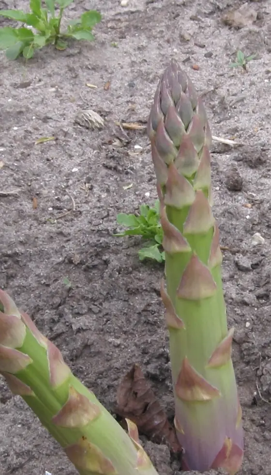 Turiones de espárrago verde con las puntas cerradas, brotando de la tierra arenosa
