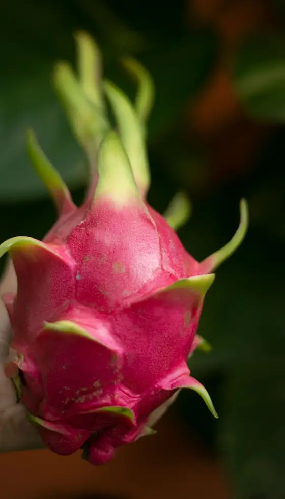 Mano que sostiene una pitahaya entera de piel rosada, con las brácteas de puntas verdes, frente a hojas verdes desenfocadas